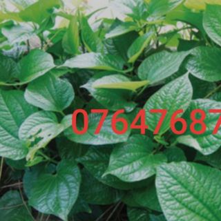 Lá lốt nhà vườn (tươi)