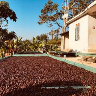 Cà phê nhân xanh - robusta hàng cà phê vối tây nguyên xô thu mua từ dân giá sỉ giá bán buôn