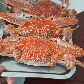 GHẸ NHÀN HẤP SẴN