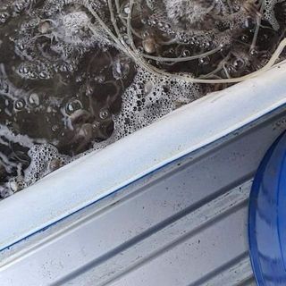 Chuyên cung cấp sỉ bạch tuộc sống cần giờ, giao toàn quốc