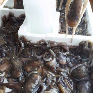 Chuyên cung cấp sỉ bạch tuộc sống cần giờ, giao toàn quốc