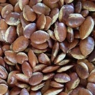 Sỉ Hạt Konia Rừng – Hạt Lành Cho Tết 2025