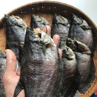 Khô sặc Lạt size 10