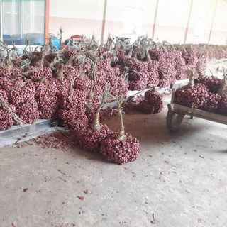 Hành tím Vĩnh Châu
