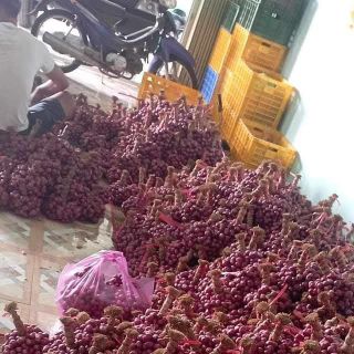Hành tím Vĩnh Châu