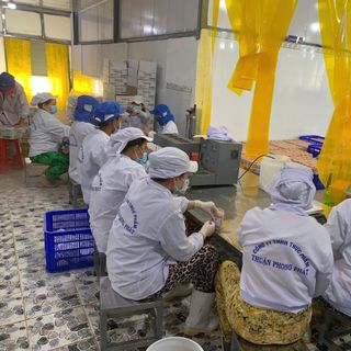 THÙNG 20KG - Giá ưu đãi - Salted Baby Shrimp - Ruốc muối - Mắm tép dùng làm kim chi, nước sốt hoặc ăn sống