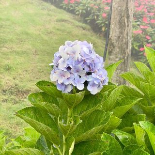 Nhang Sạch Thanh Tâm Thanh Lý Giá Sỉ