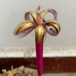 NHANG NỞ HOA PHÚ QUÝ TÀI LỘC