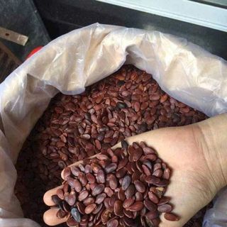 HẠT DƯA RANG CỦI LOẠI 1 KHÔNG PHẨM MÀU 500G - WINNIE HOUSE