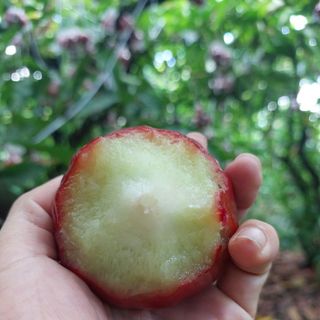mận đỏ roi đỏ