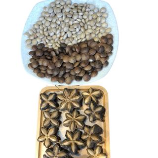 Sỉ Nhân Trắng Hạt Sachi Số Lượng Lớn – Tuk Green Đáp Ứng Mọi Nhu Cầu