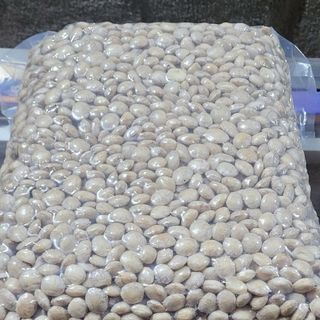 Sỉ Nhân Trắng Hạt Sachi Số Lượng Lớn – Tuk Green Đáp Ứng Mọi Nhu Cầu