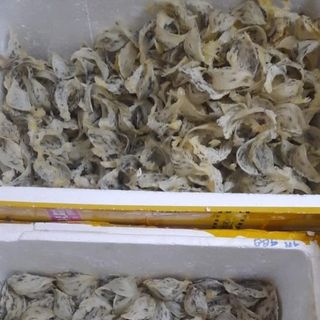 Yến thô Khánh Hoà Nha Trang