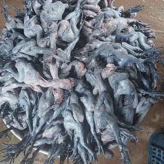 Gà ác - Gà xay - Thuốc bắc tần gà gia truyền