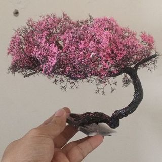 Cây 🌲 tiểu cảnh mini để bàn 05