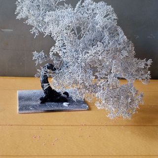 Cây 🌲 tiểu cảnh mini để bàn 02