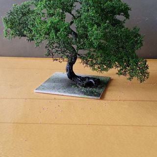 Cây 🌲 tiểu cảnh mini để bàn