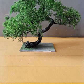 Cây 🌲 tiểu cảnh mini để bàn