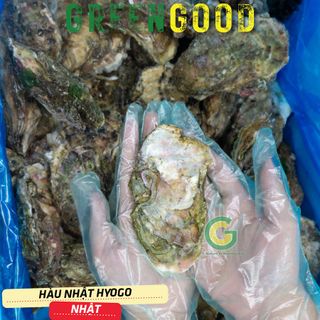 Hàu Nhật Hyogo Tươi Nhập Khẩu Trực Tiếp Từ Nhật