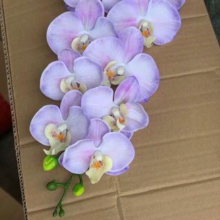 hoa lan hồ điệp thân đốm hàng đẹp