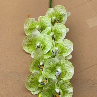 hoa lan hồ điệp thân đốm hàng đẹp