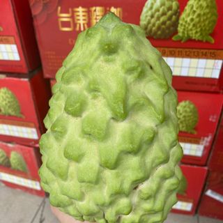 NA DAI ĐÀI LOAN HAY MÃNG CẦU ĐÀI LOAN