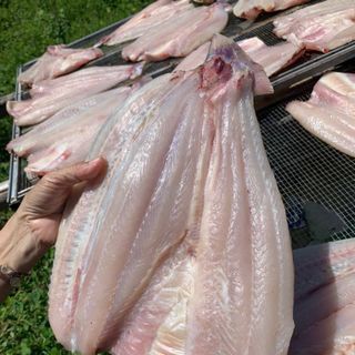 CÁ DỨA 1 NẮNG