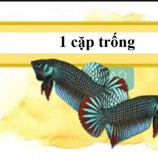 1 cặp trống cá lia thia đồng mang xanh