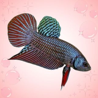 1 cặp trống cá lia thia đồng mang xanh