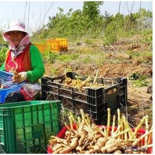 Chiết Xuất Thiên Ma Chunma Premium 100 - Hỗ Trợ Tê Bì, Run Tay Chân (Parkinson) - Được HLV Park Hang Seo Tin Dùng