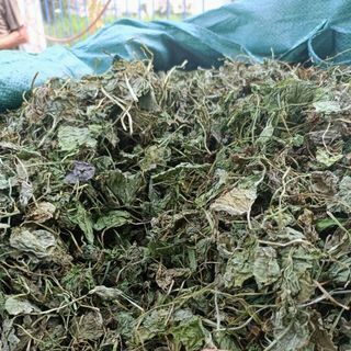 Bột rau má xanh sấy lạnh