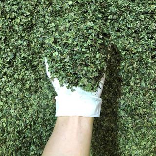Bột trà xanh thái nguyên / bột matcha vn / matcha Nhật / bột trà xanh loại rẻ xanh mịn