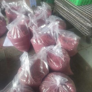 Bột củ dền sấy lạnh/ sấy nhiệt