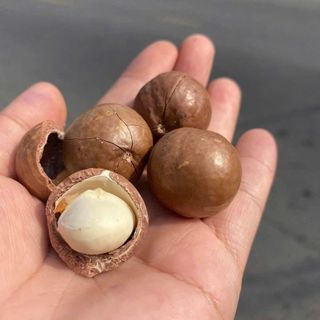 MACCA HŨ 500GR, kho chuyên sỉ giá tốt