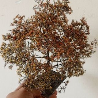 Cây 🌲 mini handmade để bàn