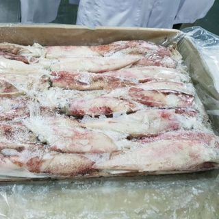 MỰC ỐNG MẶT TRỜI CẤP ĐÔNG SIZE 5A (8 - 12 CON/KG)