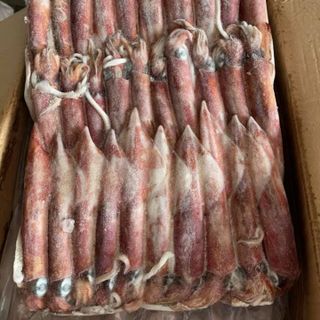 MỰC ỐNG MẶT TRỜI CẤP ĐÔNG SIZE 5A (8 - 12 CON/KG)