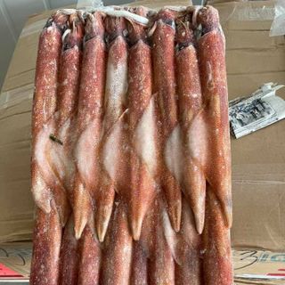 MỰC ỐNG MẶT TRỜI CẤP ĐÔNG SIZE 5A (8 - 12 CON/KG)