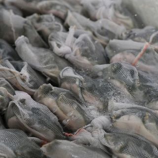 BA BA SỐNG SIZE 0.5KG - 0.6KG