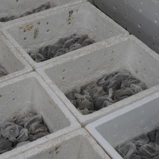 BA BA SỐNG SIZE 0.5KG - 0.6KG