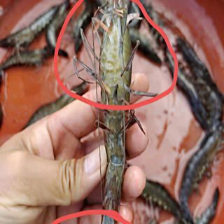 ASTAXANTHIN - LÊN MÀU CHO CON TÔM- TÔM MAU ĂN CHỐNG LỚN
