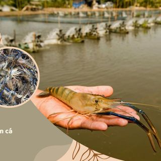 TẢO KHUÊ PLUS+ TẠO NGUỒN THỨC ĂN TỰ NHIÊN CHO TÔM