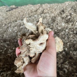 Gừng thái lát xấy khô làm tinh dầu
