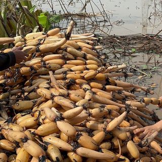 Cần tìm nhà phân phối, đại lý cho tinh bột củ sen nguyên chất