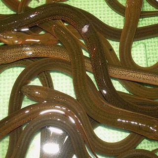 Tăng trọng Ếch Lươn Baba Ốc 100g