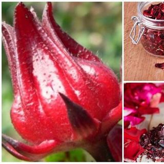 Atiso Đỏ - Bí Quyết Sức Khỏe Tự Nhiên, Đặt Mua Ngay Hôm Nay!