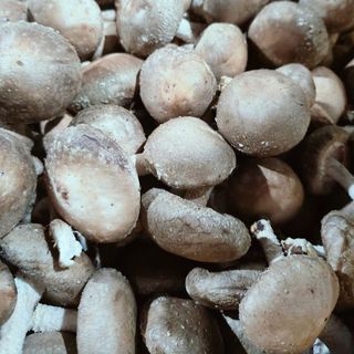 Nấm Đông Cô Đà Lạt tươi