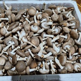 Nấm Đông Cô Đà Lạt tươi