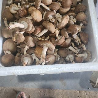 Nấm Đông Cô Đà Lạt tươi
