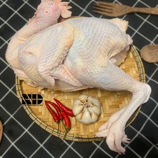 [ 1.4kg - 1.5kg ] Gà dai nguyên con ( Gà đẻ ) | Tươi | Thịt sạch | An toàn chất lượng